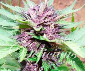 Delicious Seeds Auto Dark Purple