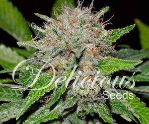 Deep Mandarine CBD  Delicious Seeds Nasiona marihuany 