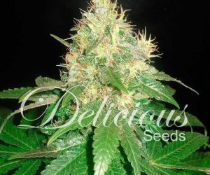 Delicious Seeds Northern Light Blue