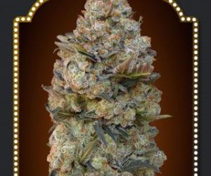 Feminized Collection #1  00 Seeds Bank Nasiona marihuany 