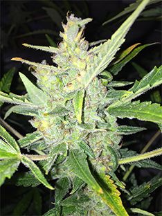 Auto White Widow x Big Bud Female Seeds Nasiona marihuany
