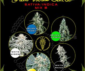 Sativa/Indica Mix B  Green House Seeds Nasiona marihuany 