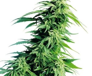Hindu Kush  Sensi Seeds Nasiona marihuany 