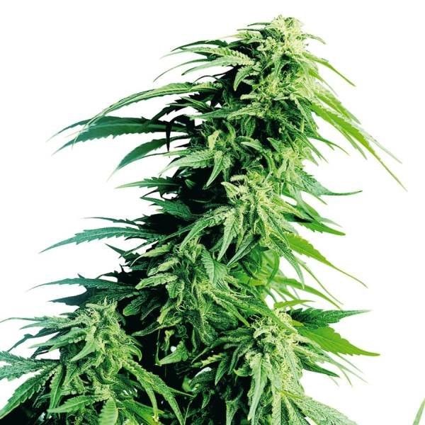 Hindu Kush Sensi Seeds Nasiona marihuany