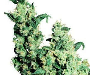 Jack Herer  Sensi Seeds Nasiona marihuany 