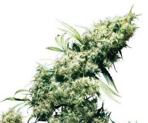 Jamaican Pearl  Sensi Seeds Nasiona marihuany 