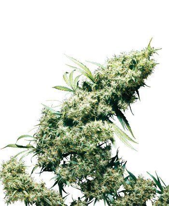 Jamaican Pearl Sensi Seeds Nasiona marihuany