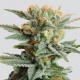Blueberry Kush Autoflower Nirvana Nasiona marihuany