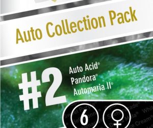 Auto Collection pack #2  Paradise Seeds Nasiona marihuany 
