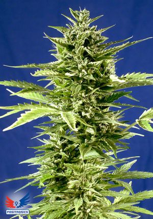 Jack Diesel Express Positronics Nasiona marihuany