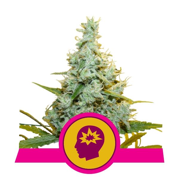 Royal Queen Seeds AMG