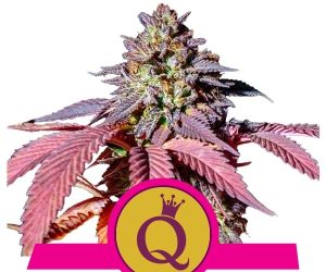 Purple Queen  Royal Queen Seeds Nasiona marihuany 