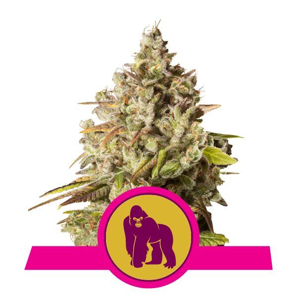 Royal Gorilla Royal Queen Seeds Nasiona marihuany