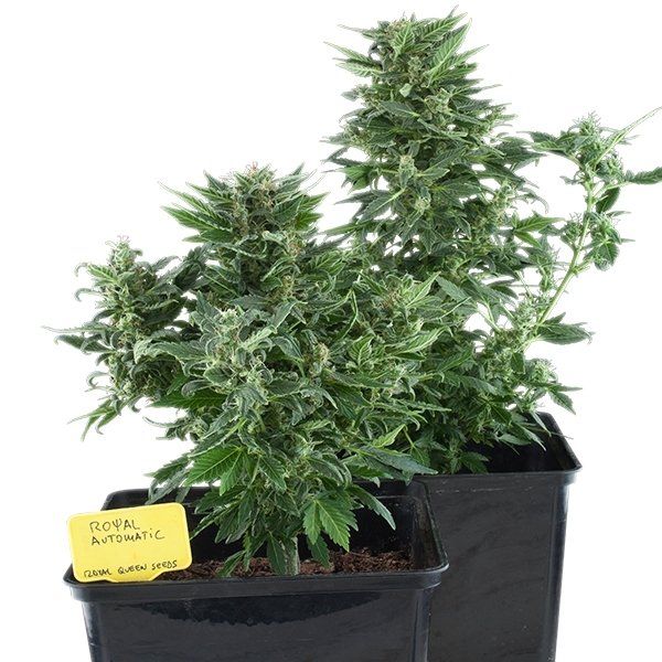 Royal Kush Automatic Royal Queen Seeds