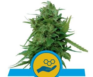 Solomatic CBD  Royal Queen Seeds Nasiona marihuany 
