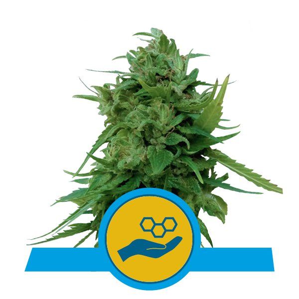 Solomatic CBD Royal Queen Seeds Nasiona marihuany