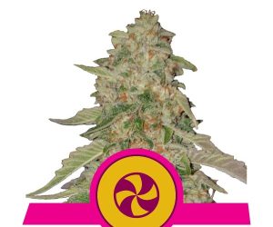 Sweet ZZ  Royal Queen Seeds Nasiona marihuany 