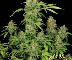 CBD Chronic  Serious Seeds Nasiona marihuany 