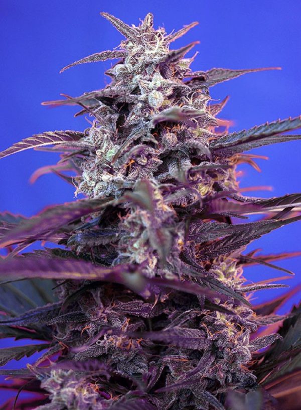 Bloody Skunk Auto Sweet Seeds Nasiona marihuany