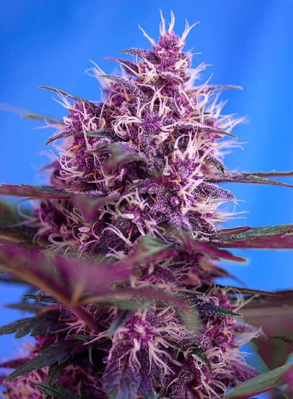 Red Poison Auto Sweet Seeds Nasiona marihuany