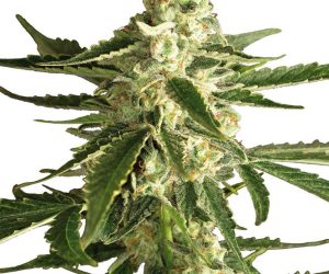 White Label Seed Company White Diesel Haze Automatic
