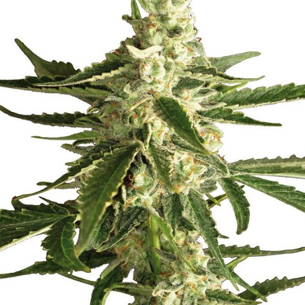 White Label Seed Company White Diesel Haze Automatic
