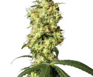 White Widow Automatic  White Label Seed Company Nasiona marihuany 