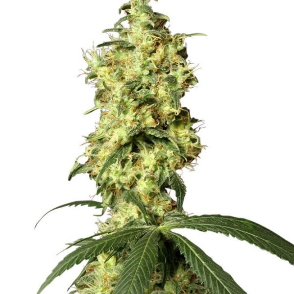 White Label Seed Company White Widow Automatic