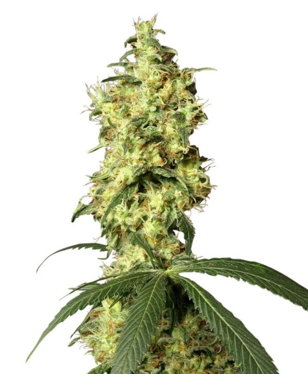 White Label Seed Company White Widow Automatic