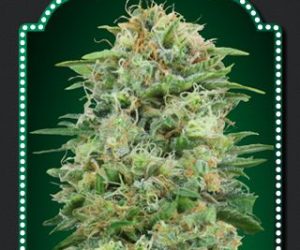 White Widow CBD  00 Seeds Bank Nasiona marihuany 