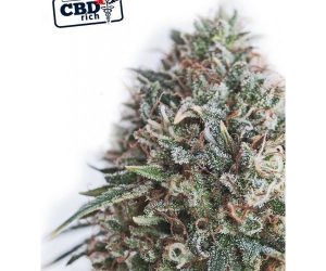 CBD + Critical #47  Positronics Nasiona marihuany 