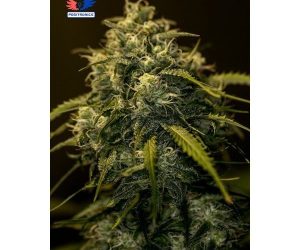 CBD + Jack Diesel  Positronics Nasiona marihuany 