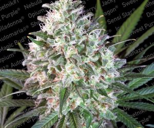 Space Cookies  Paradise Seeds Nasiona marihuany 