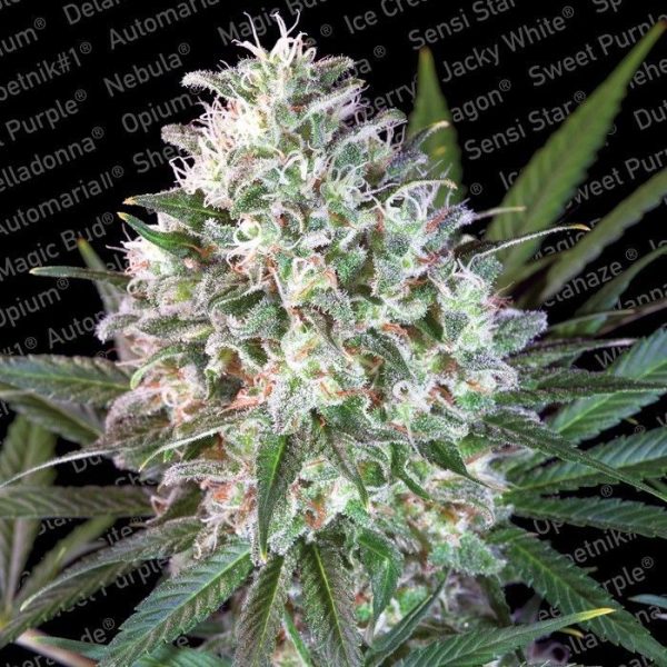 Space Cookies Paradise Seeds Nasiona marihuany