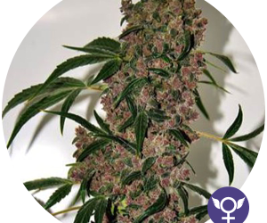 Girl Scout Cookies Xtrm  The Bulldog Seeds Nasiona marihuany 
