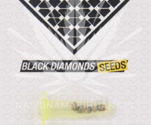 Black Diamonds Seeds Critical King
