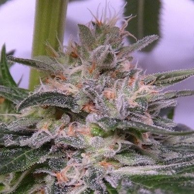Bubba Hash Ace Seeds Nasiona marihuany