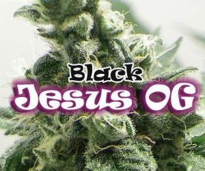 Dr. Underground Black Jesus OG