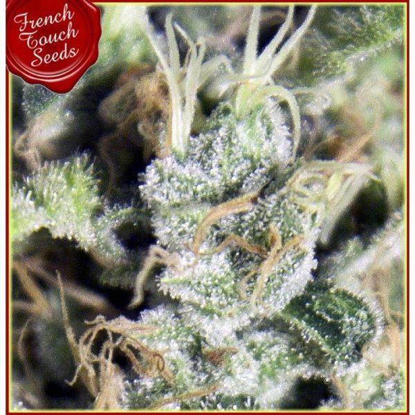 Sativa Des Rois French Touch Seeds