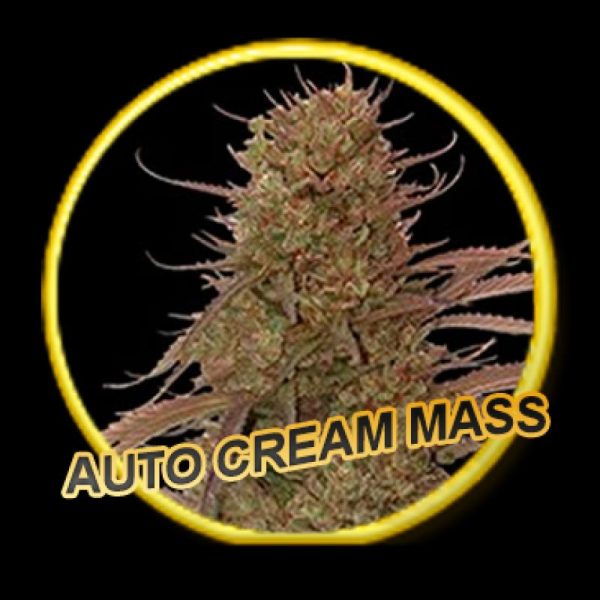 Auto Cream Mass Mr Hide Seeds Nasiona marihuany