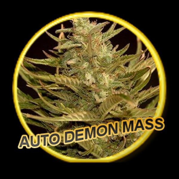 Mr Hide Seeds Auto Demon Mass