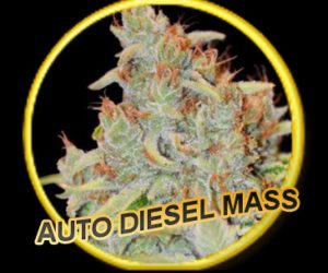 Mr Hide Seeds Auto Diesel Mass