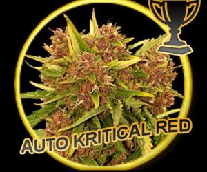 Mr Hide Seeds Auto Kritical Red