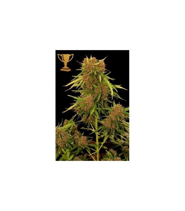 Auto Kritical Red Mr Hide Seeds