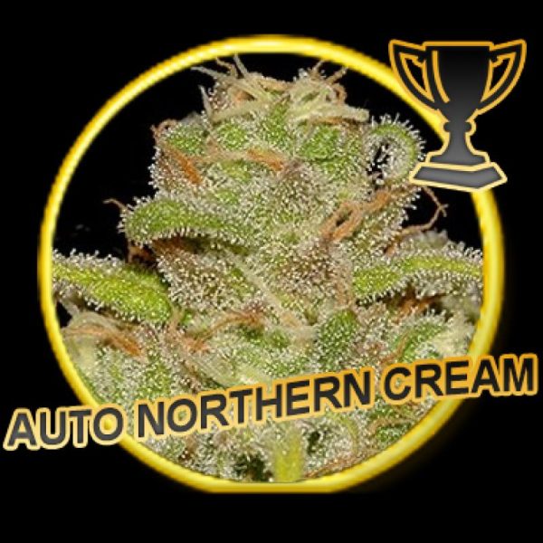 Mr Hide Seeds Auto Northern Cream