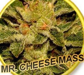 Mr Hide Seeds Mr. Cheese Mass