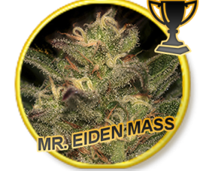 Mr Hide Seeds Mr. Eiden Mass