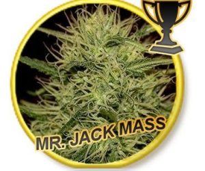 Mr Hide Seeds Mr. Jack Mass