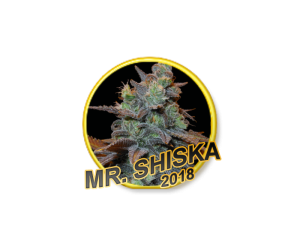 Mr Hide Seeds Mr. Shiska