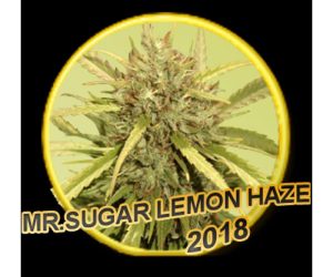 Mr Hide Seeds Mr.Sugar Lemon Haze